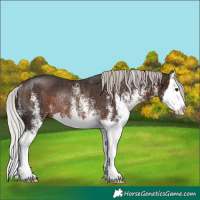 Horse Color:White Spotted Silver Brown Splash Rabicano 