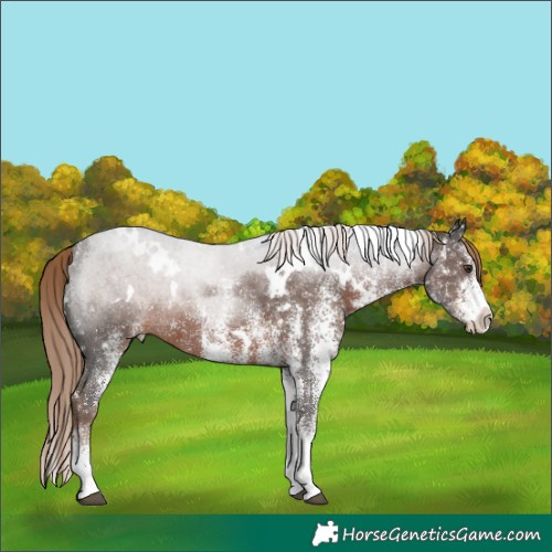 Horse Color:White Spotted Liver Chestnut Rabicano 