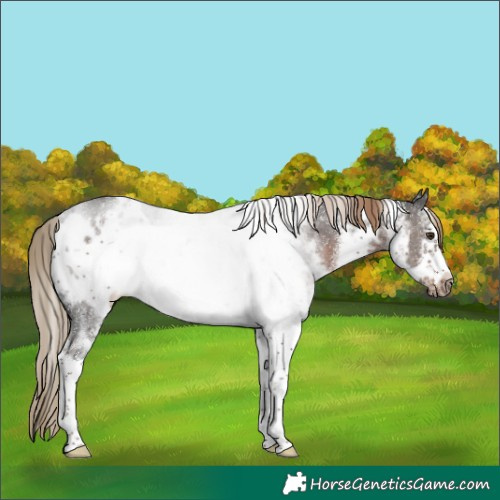 Horse Color:White Spotted Liver Chestnut Frame Rabicano 