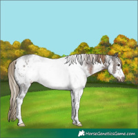 Horse Color:White Spotted Liver Chestnut Frame Rabicano 