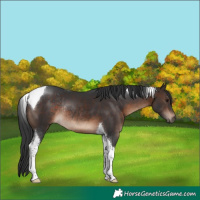 Horse Color:Brown Tobiano Rabicano