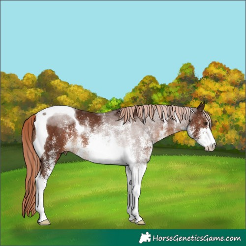 Horse Color:White Spotted Liver Chestnut Tobiano Rabicano