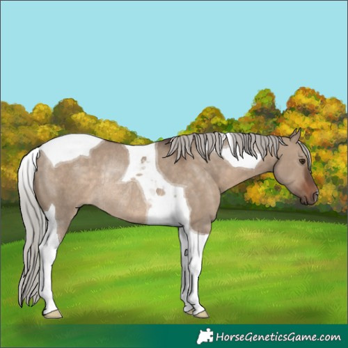 Horse Color:Silver Brown Dun Tobiano Rabicano 