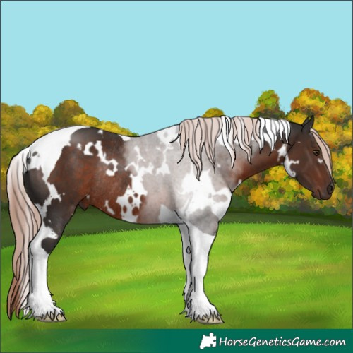 Horse Color:White Spotted Liver Chestnut Tobiano Rabicano 