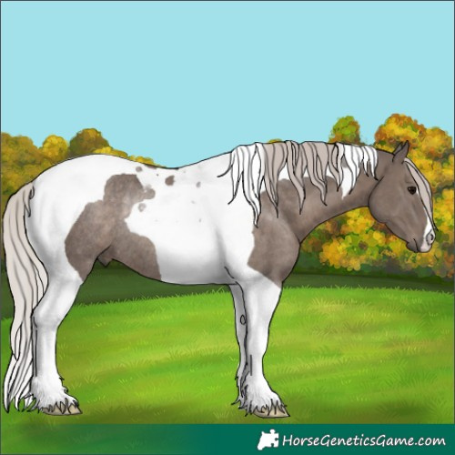 Horse Color:Silver Black Tobiano Rabicano 