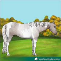 Horse Color:Silver Black Tobiano Rabicano
