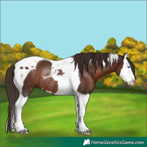 Horse Color:Liver Chestnut Splash Tobiano Rabicano 