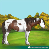 Horse Color:Liver Chestnut Splash Tobiano Rabicano