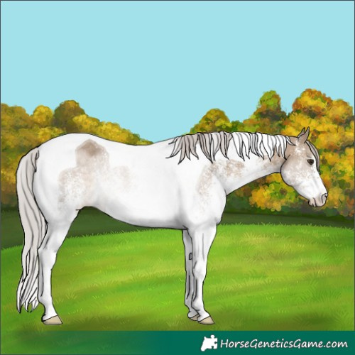 Horse Color:White Spotted Silver Brown Dun Tobiano Rabicano 