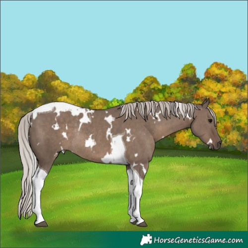Horse Color:White Spotted Silver Grullo Tobiano Rabicano 