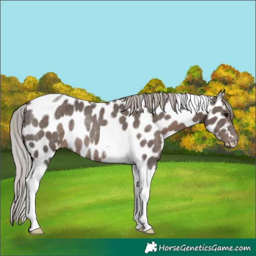 Horse Color:Silver Black Tobiano Leopard Rabicano 