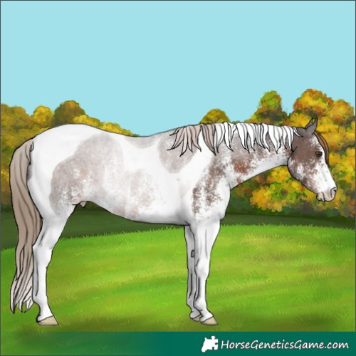 Horse Color:White Spotted Liver Chestnut Tobiano Rabicano 