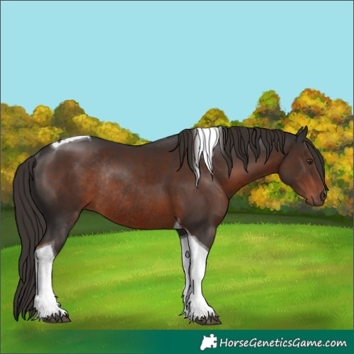 Horse Color:Liver Chestnut Tobiano Rabicano 