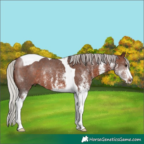 Horse Color:White Spotted Silver Brown Tobiano Rabicano 