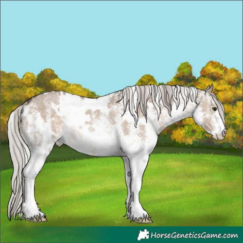 Horse Color:White Spotted Silver Brown Dun Rabicano 