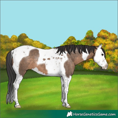 Horse Color:Brown Dun Splash Tobiano 