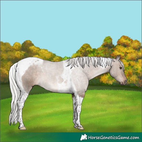 Horse Color:Silver Brown Dun Tobiano 