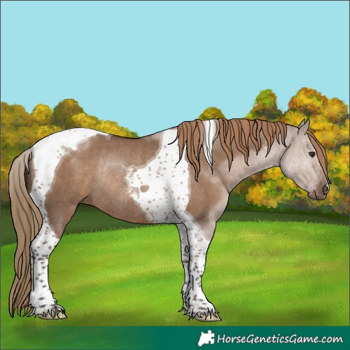 Horse Color:Liver Red Dun Tobiano Rabicano 