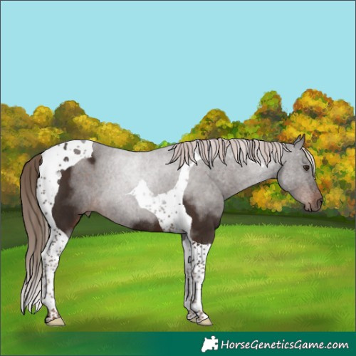 Horse Color:Liver Chestnut Tobiano Rabicano 