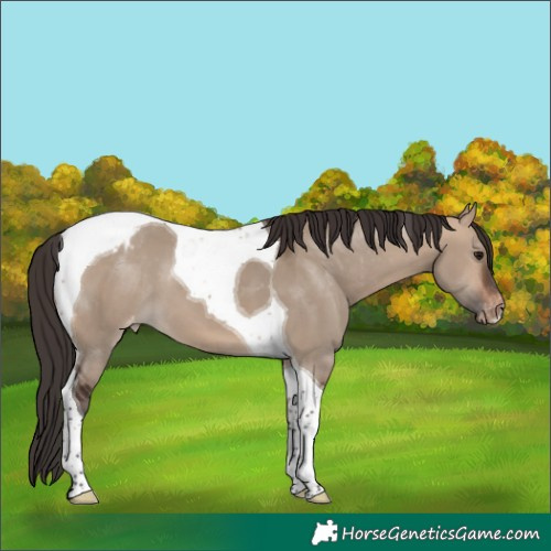 Horse Color:Bay Dun Tobiano Appaloosa 