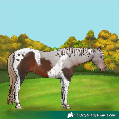 Horse Color:Liver Chestnut Tobiano 
