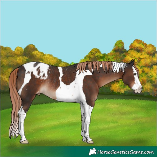Horse Color:Liver Chestnut Splash Tobiano Appaloosa Rabicano