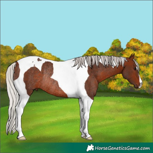 Horse Color:Silver Brown Tobiano Rabicano 