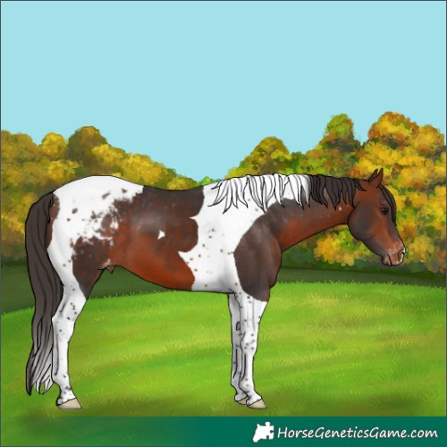 Horse Color:Bay Tobiano Appaloosa 