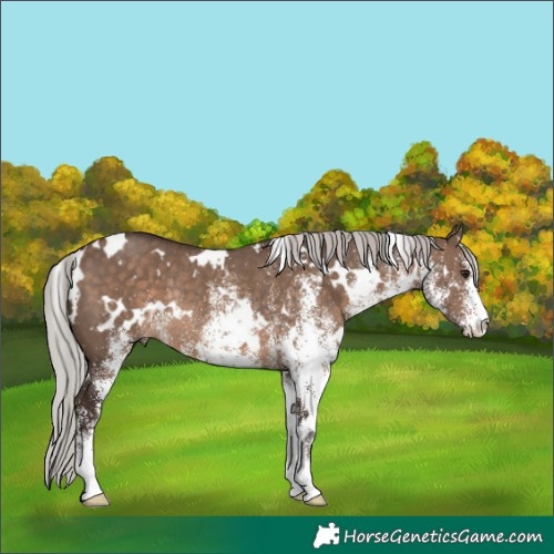 Horse Color:White Spotted Silver Brown Dun Rabicano 