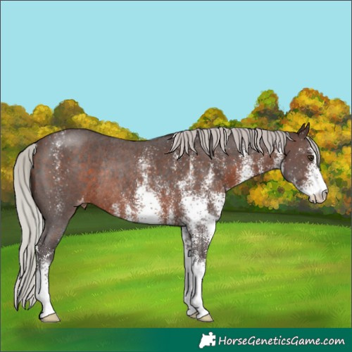 Horse Color:White Spotted Silver Brown Appaloosa Rabicano 