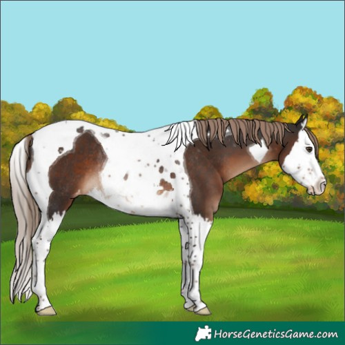Horse Color:Liver Chestnut Splash Tobiano Appaloosa Rabicano 