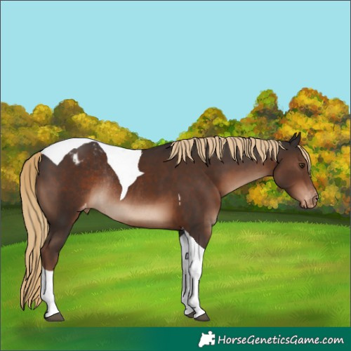 Horse Color:Liver Chestnut Tobiano Appaloosa Rabicano 