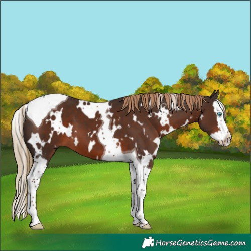 Horse Color:White Spotted Liver Chestnut Splash Tobiano 