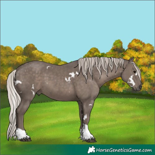 Horse Color:White Spotted Silver Black Tobiano Rabicano
