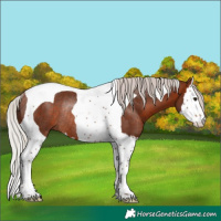 Horse Color:Silver Brown Splash Tobiano Rabicano 