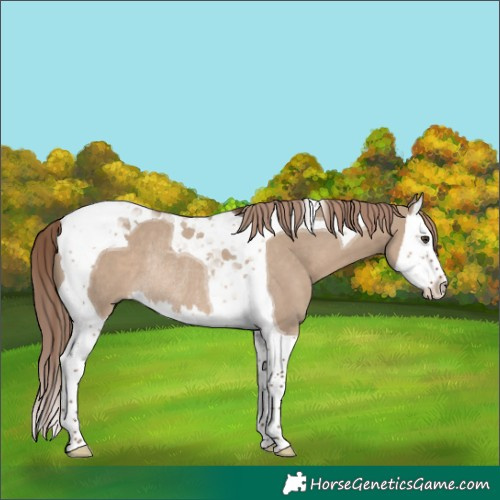 Horse Color:Liver Red Dun Splash Tobiano Rabicano 