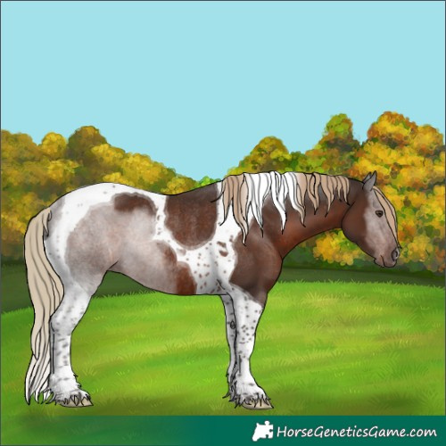 Horse Color:Liver Chestnut Tobiano Rabicano 