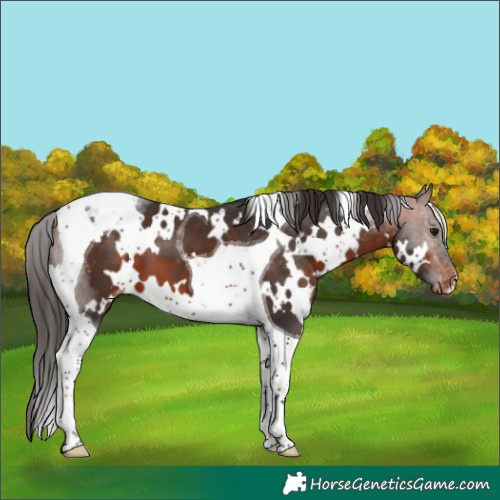 Horse Color:White Spotted Bay Tobiano Blanket 