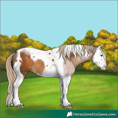 Horse Color:Chocolate Palomino Splash Tobiano Rabicano 