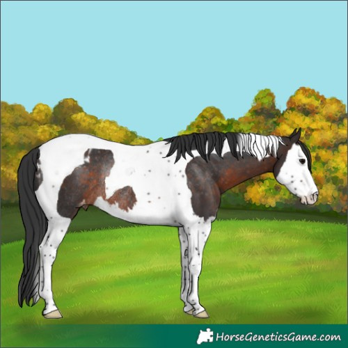 Horse Color:Brown Splash Tobiano Appaloosa Rabicano 
