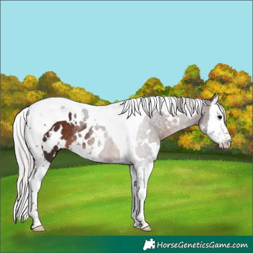 Horse Color:White Spotted Silver Brown Splash Tobiano Rabicano 