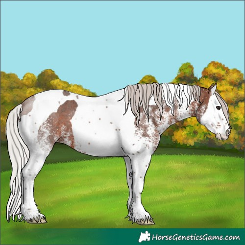 Horse Color:White Spotted Silver Brown Splash Tobiano 