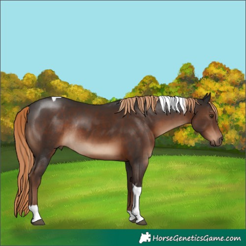 Horse Color:Liver Chestnut Tobiano Rabicano 