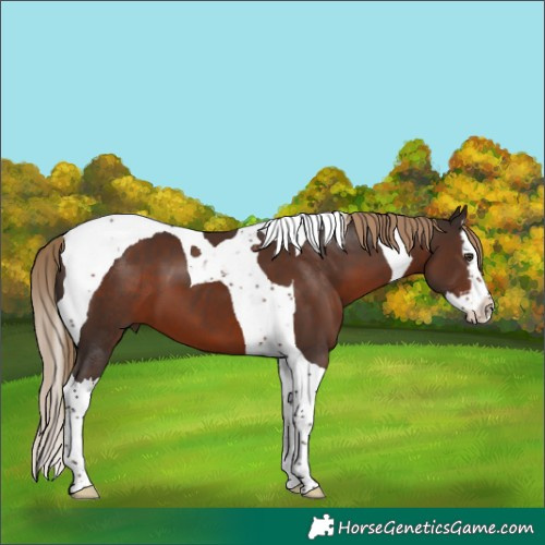 Horse Color:Liver Chestnut Splash Tobiano