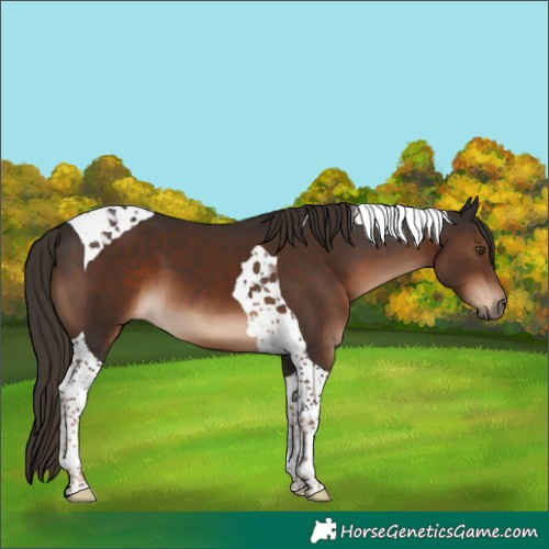 Horse Color:Liver Chestnut Tobiano 
