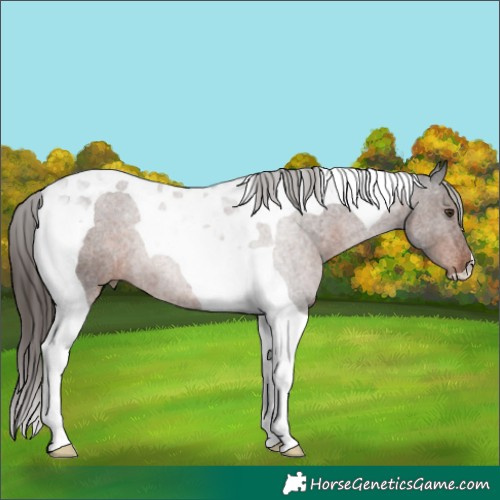 Horse Color:Liver Chestnut Tobiano Rabicano 