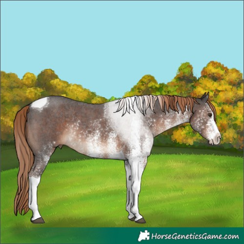 Horse Color:White Spotted Liver Chestnut Tobiano Rabicano