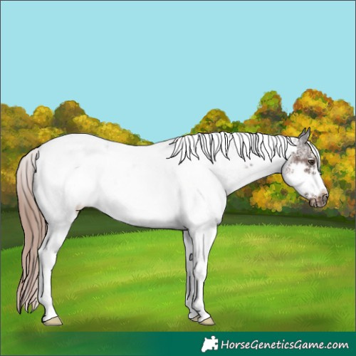 Horse Color:White Spotted Liver Chestnut Tobiano Frame Rabicano 