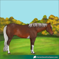 Horse Color:Silver Brown Tobiano Rabicano 