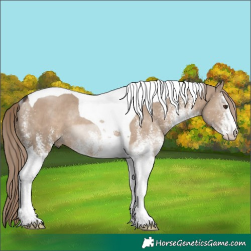 Horse Color:White Spotted Liver Red Dun Tobiano Rabicano 